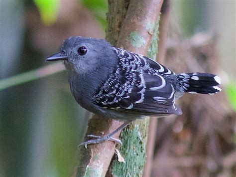 Xingu Scale-backed Antbird - eBird