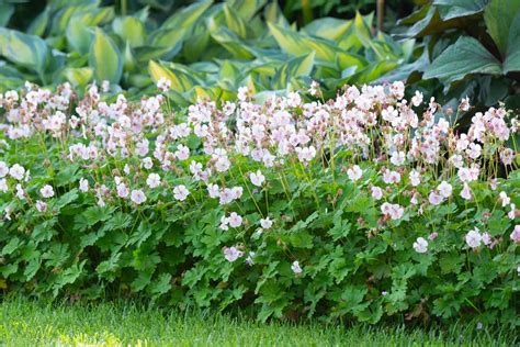 Geranium cantabrigiense 'Biokovo' - Mihkel Saar Puukool