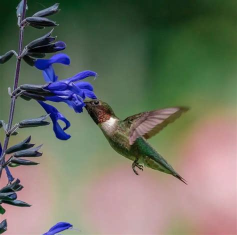 Hummingbird Migration in Virginia – Backyard Visitors