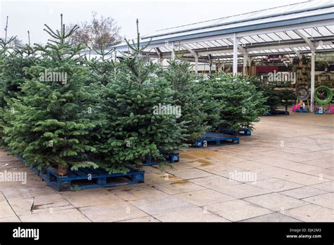 Christmas trees ready for the Christmas rush at Squires Garden Centre, Twickenham, London Stock ...