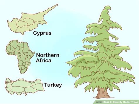 4 Ways to Identify Cedar Trees - wikiHow