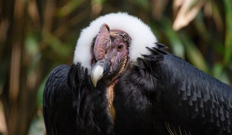 Birds of Prey - Bronx Zoo