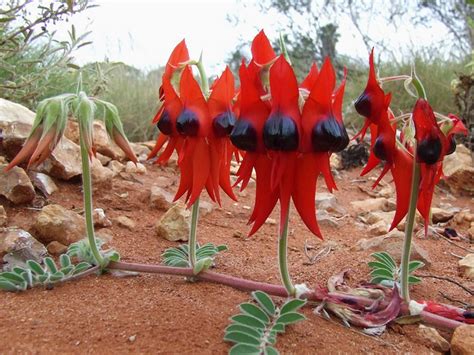 Sturt’s Desert Pea - ClimateWatch Australia- Citizen Science App