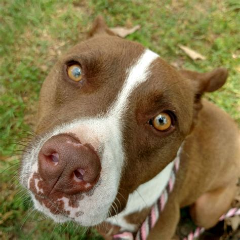 The Humane Society's Pets Fur People: East Texas No Kill Animal Shelter & Pet Adoption: Tyler, TX