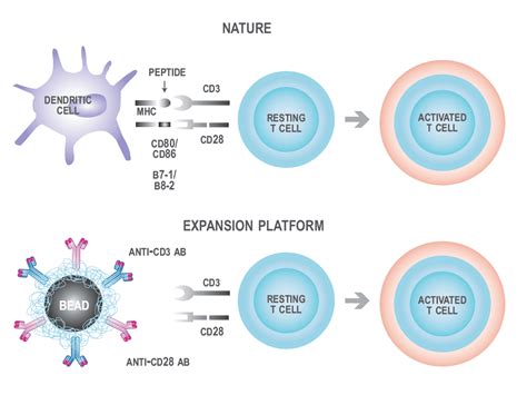 T Cell Activation and Proliferation Assays | ProMab