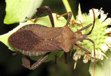 bug of the day — Bug of the Day A leaf-footed bug (Acanthocephala...