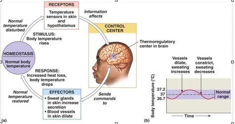 Homeostatic control mechanisms, Positive and Negative feedback ...