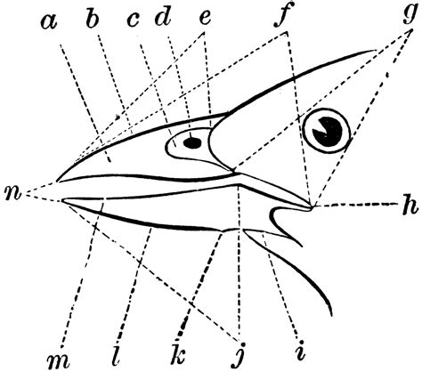 The Parts of a Bird Bill | ClipArt ETC