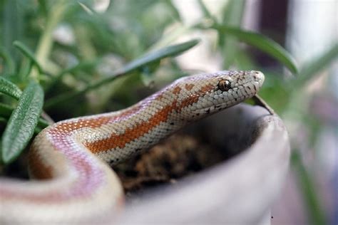 10 Rosy Boa Morphs & Colors (with Pictures) | Pet Keen