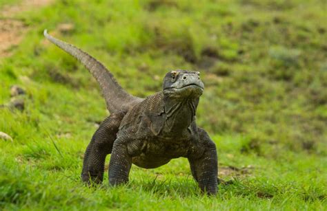 Can a Komodo Dragon Eat a Human Being? | Reptile School