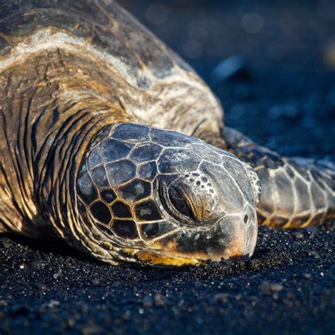 Sea Turtle on Black Sand Beach Honu