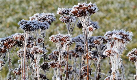 Sedum Winter Care | Plant Addicts