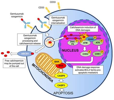 Gemtuzumab Ozogamicin and AML Therapeutic | Encyclopedia MDPI