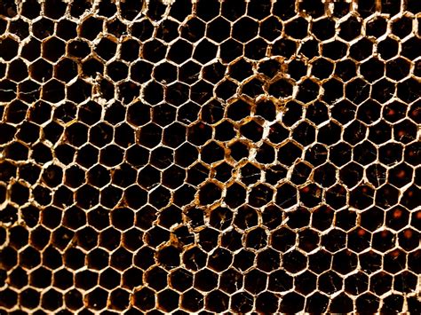 Honey Bee Hive Honeycomb Background Free Stock Photo - Public Domain ...