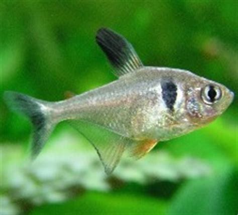 Black Phantom Tetra (Hyphessobrycon Megalopterus)