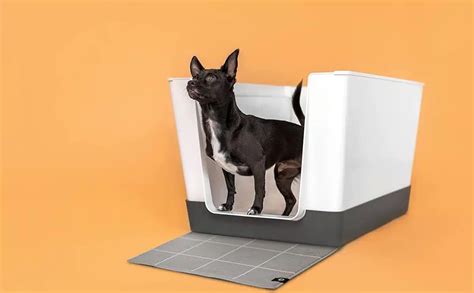 Best Dog Litter Boxes & Other Indoor Dog Potty Options - Canine Journal