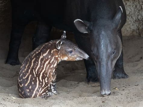 Endangered Baird's Tapir Born At San Diego Zoo | San Diego, CA Patch