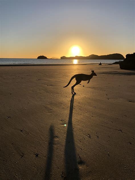 Kangaroos at sunrise @cape hillsborough : r/queensland