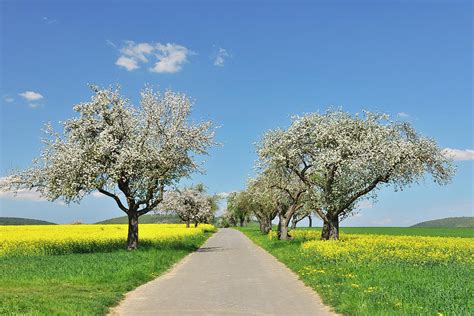 Road With Blooming Apple Trees Photograph by Raimund Linke - Fine Art America