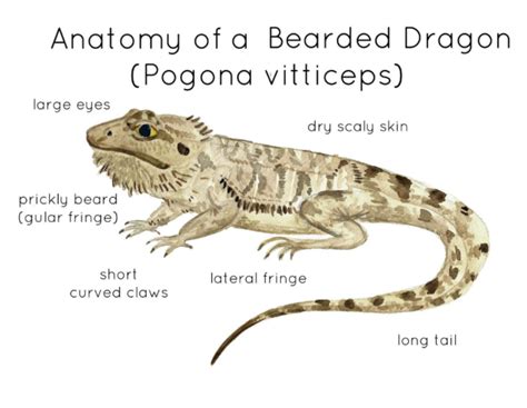 Anatomy of a Bearded Dragon by Teach Simple