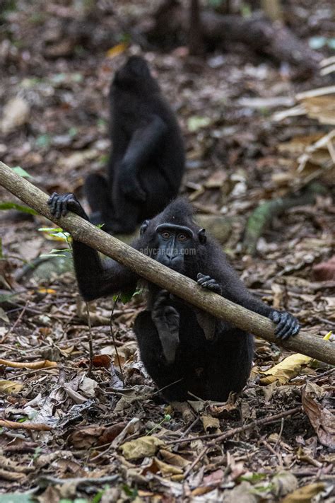 Monyet Hitam Sulawesi Utara Yang Mendunia - Hikayat Foto