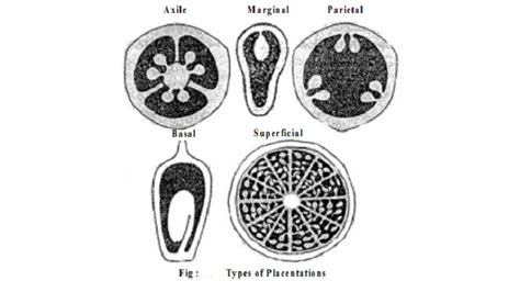 Types of Placentation : Axile,Marginal, Parietal, Basal, Superficial Placentation