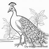 Peacock Coloring Pages  Free & Printable sketch template