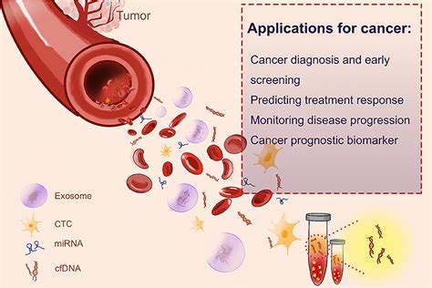 Frontiers | Cell-Free DNA: Hope and Potential Application in Cancer