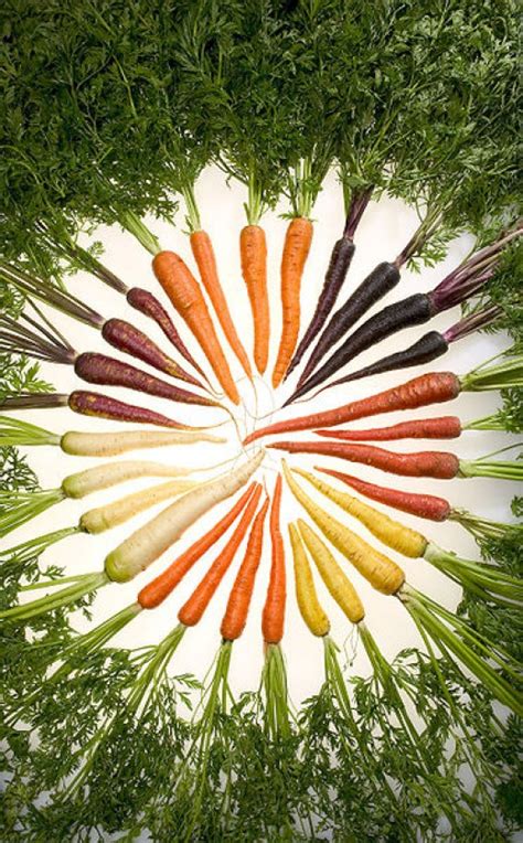 About How Many Carrot Varieties | HubPages