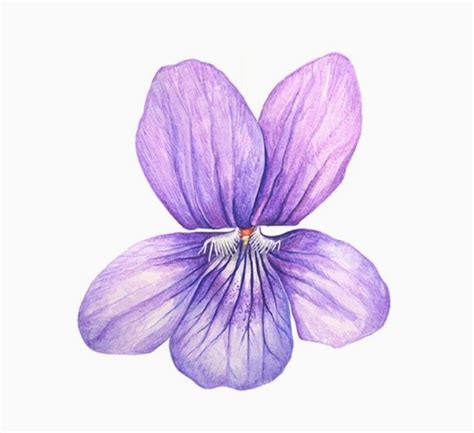 Flower Violet Drawing