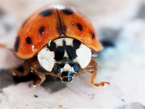 Ladybug eyes | Cameraderie Photography Forum