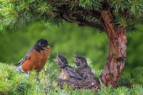 American Robin Nest Photograph by Susan Candelario - Pixels