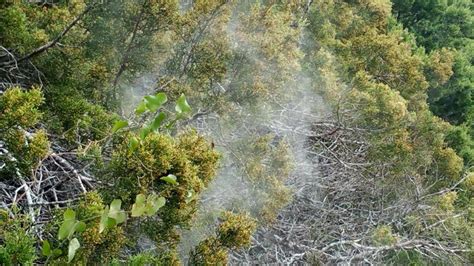 Cedar Pollen - Reaching Japan