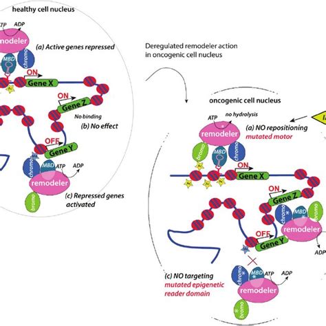 DNA-sequence and the subunit composition of the chromatin remodeling ...