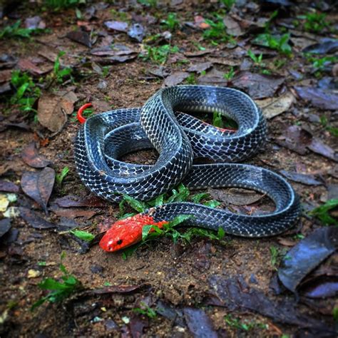 Red-headed krait - Wikipedia