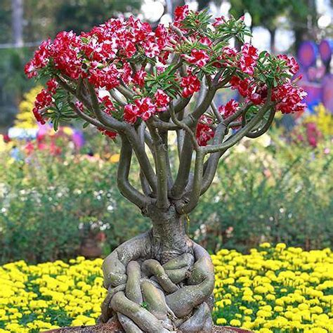 Desert Rose 'Adenium' Trees for Sale – FastGrowingTrees.com