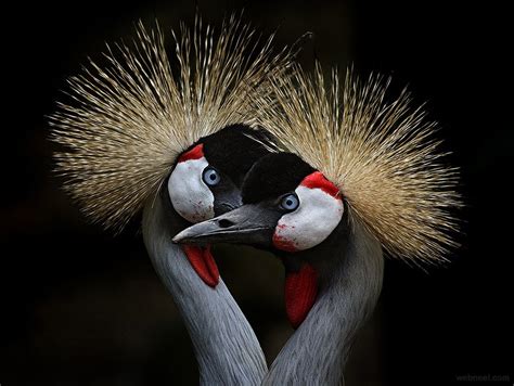 Love Bird Photography By Max Billder 10 - Preview