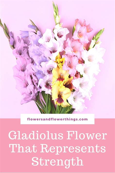 Flower That Represents Strength | Flowersandflowerthings | Gladiolus flower, Gladiolus flower ...