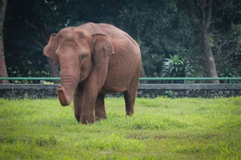 510+ Gajah Sumatra Foto Stok, Potret, & Gambar Bebas Royalti - iStock