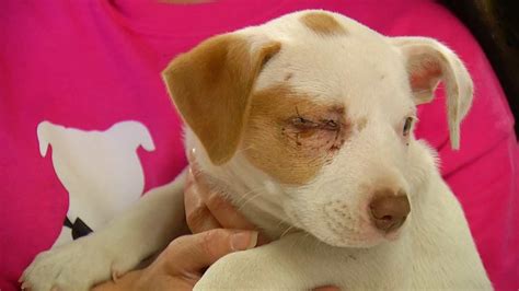 Rescuers Find Puppy Thrown From Car In Glenpool