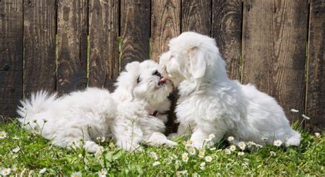 Coton de Tulear Weight Chart | Size & Growth Chart