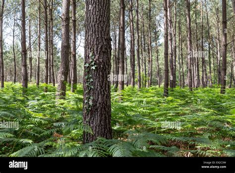 Landes forest hi-res stock photography and images - Alamy