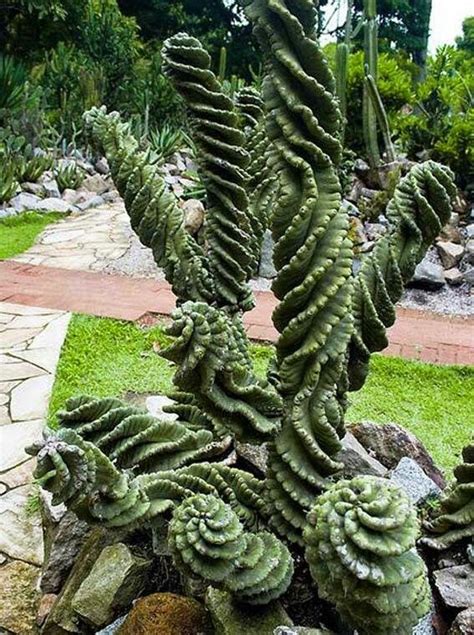 Beautiful xerophytes | Plants, Succulent gardening, Cactus garden