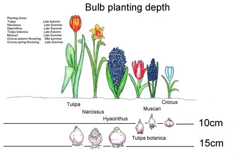 Bulb planting times and depth | Planting bulbs, Fall plants, Plants