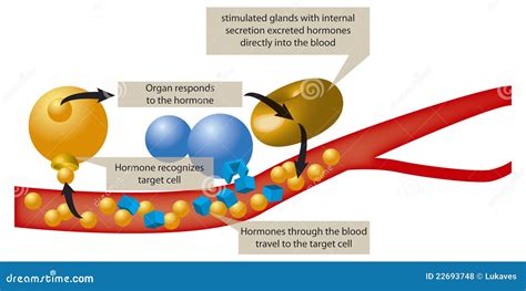 Hormones stock vector. Illustration of blood, hormones - 22693748