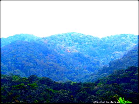 Getting to Bwindi Impenetrable National Park - Gorilla Link Tours