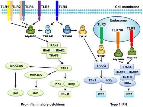 Frontiers | Toll-Like Receptors and Prostate Cancer | Immunology