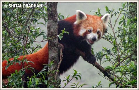 Ailurus fulgens (Red panda)