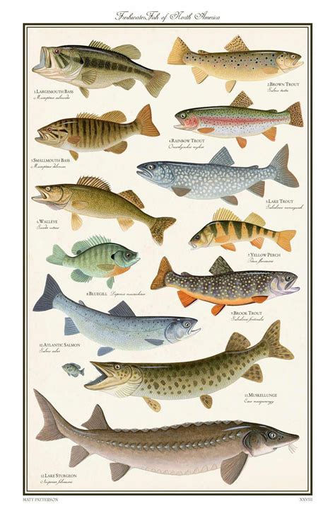 North American Freshwater Fish Chart