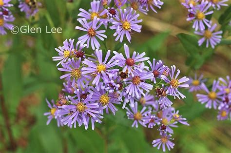 Symphyotrichum laeve photos Saskatchewan Wildflowers